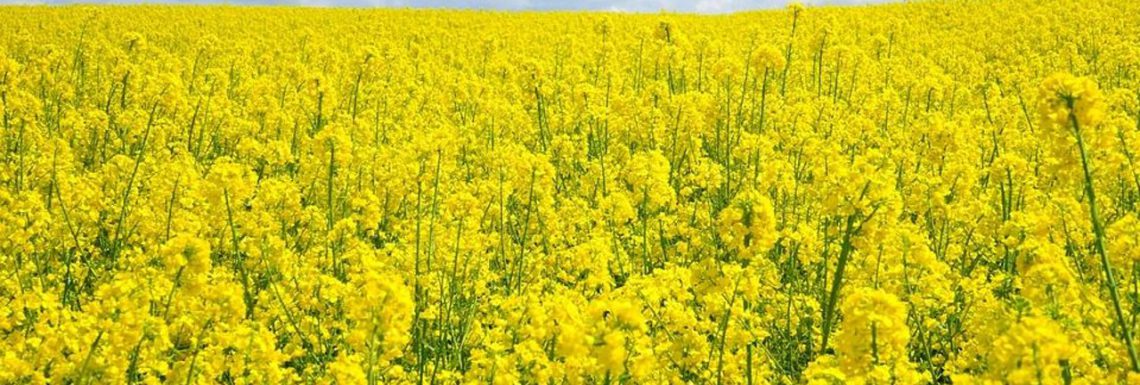 Pour vos colzas ? Utilisez les solutions de J3c-agri !