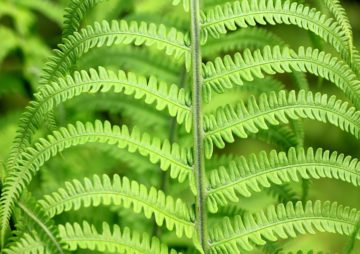 Purin de fougère*